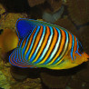 Pygoplites Diacanthus Océan Indien(mer rouge) 8-10 cm